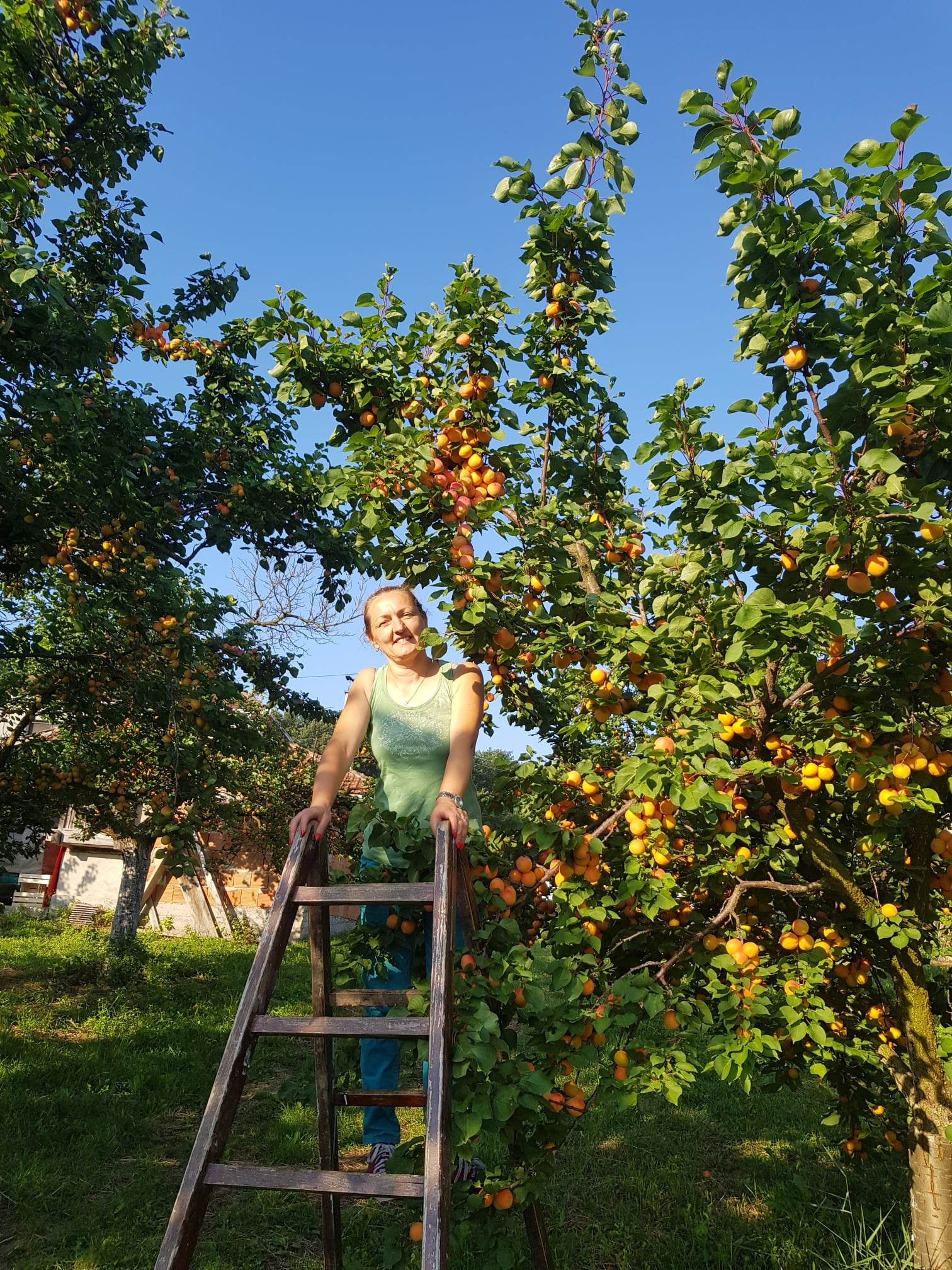 aprikos- høsting