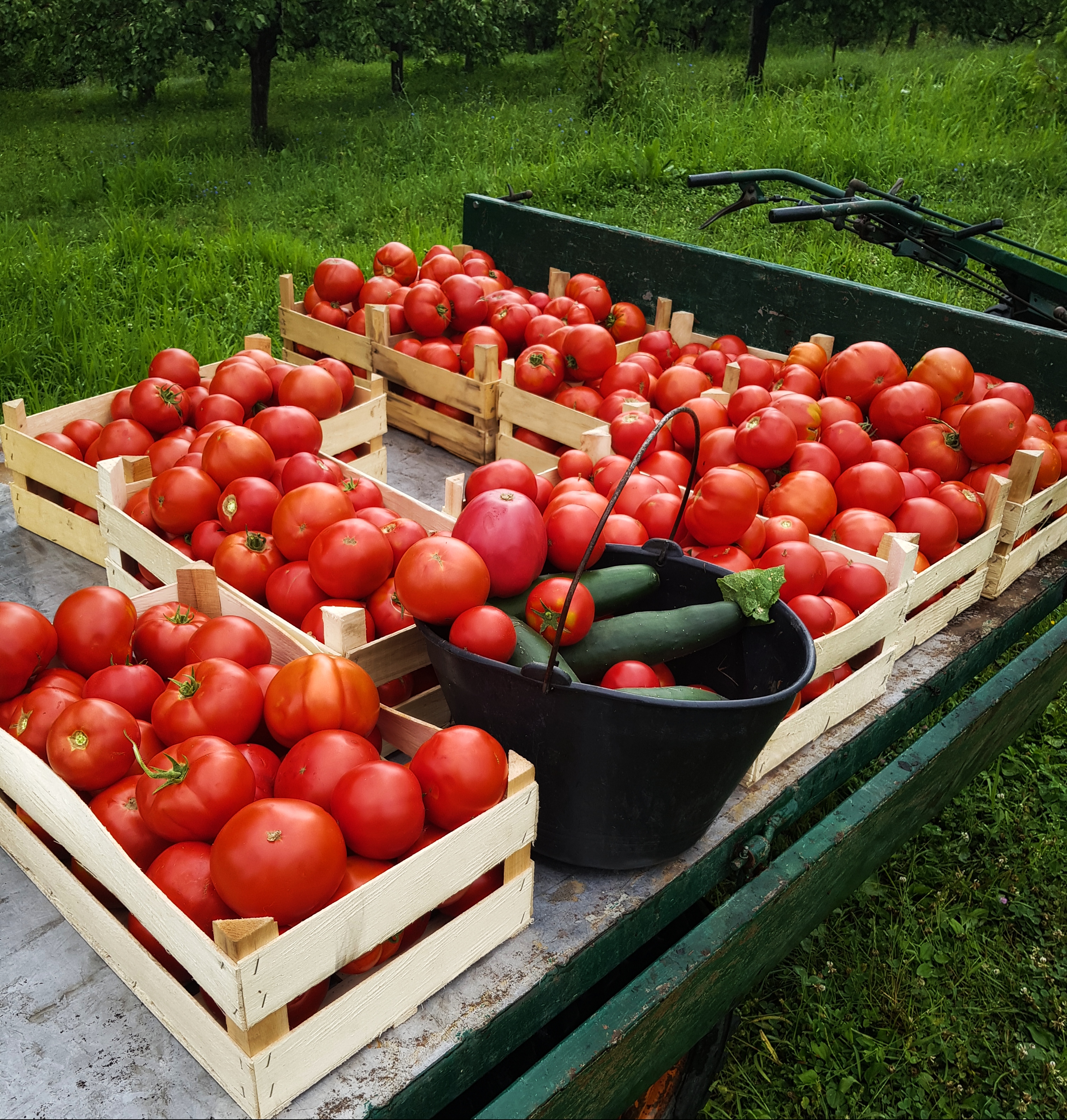 saftige og smakfulle tomater